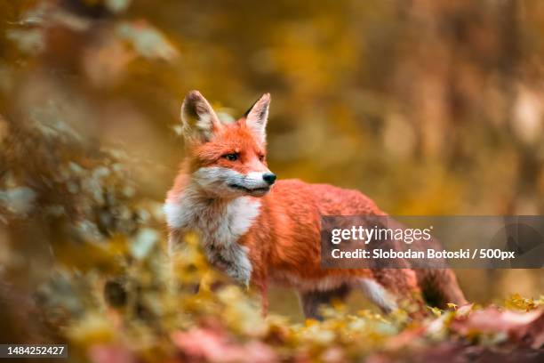 Hi Fall Fox 16,932 Fox Fall Stock Photos, High-Res Pictures, and Images - Getty Images
