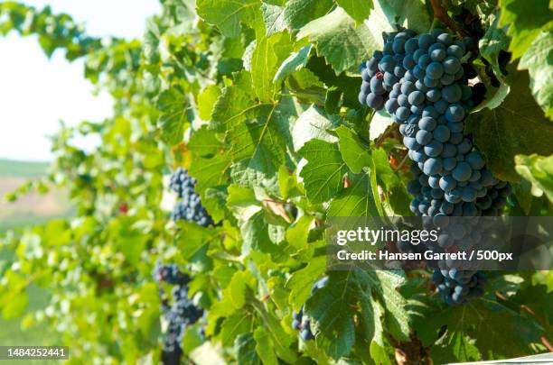 beautiful tropical sea shore top view rocky coast and turquoise sea travel and relaxation concept,united states,usa - pinot noir grape - fotografias e filmes do acervo