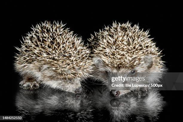 two cubs hedgehog on glass on a black background - borste stock-fotos und bilder