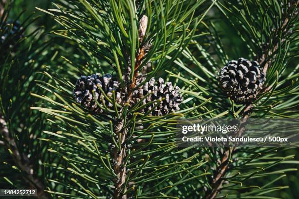 mountain pine branches with cones in sunlight - pinus mugo turra - pinetree garden seeds stock pictures, royalty-free photos & images