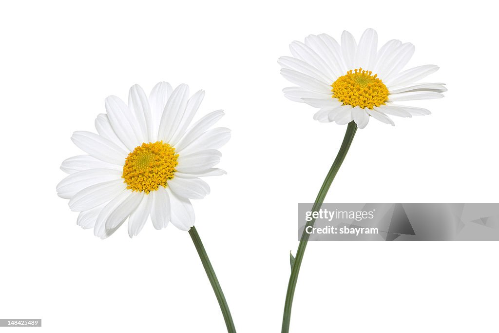 Gänseblümchen auf weißem Hintergrund