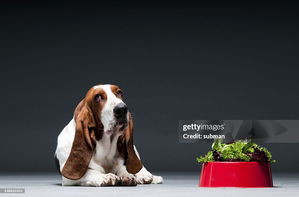 Dog with bowl of lettuce