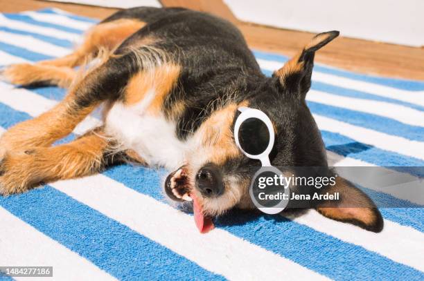 cute dog vacation, hot summer dog wearing sunglasses, happy dog tongue out - protruding stock pictures, royalty-free photos & images
