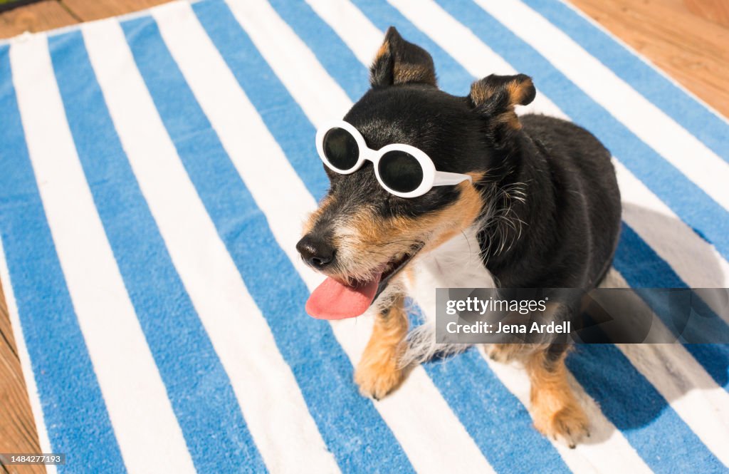 Vacation Dog, Summer Dog Cute, Beach Dog Wearing Sunglasses