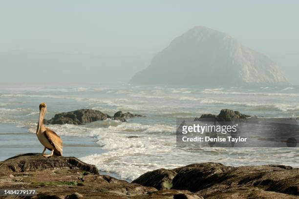 pelican morro rock - california seascape stock pictures, royalty-free photos & images
