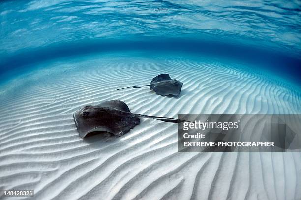 stingray fishes - stingray stock pictures, royalty-free photos & images