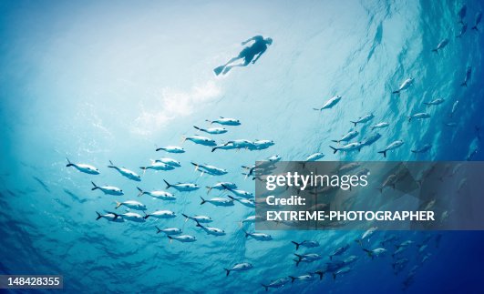 Schwimmen mit Fisch Schwimmen mit Fisch