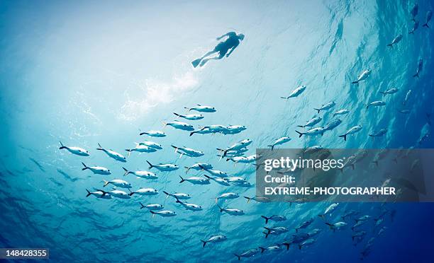 schwimmen mit fisch - schnorchel stock-fotos und bilder