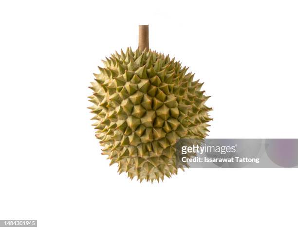 fresh durian isolated on white background - durian stock pictures, royalty-free photos & images