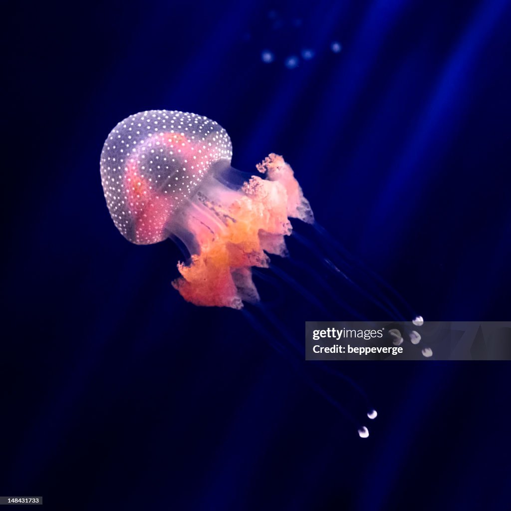 Jellyfish