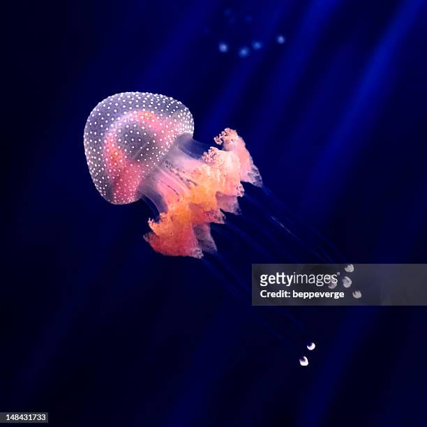 jellyfish - jellyfish stock pictures, royalty-free photos & images