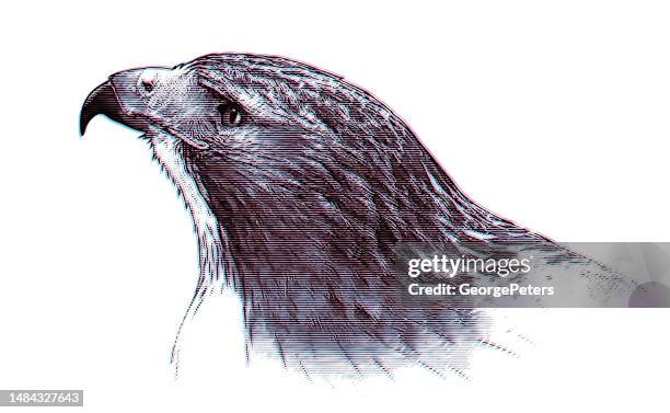close-up of a red-tailed hawk head with glitch technique - eyes looking up stock illustrations