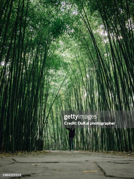 men take pictures in the bamboo forest - dukai photo beijing stock-fotos und bilder