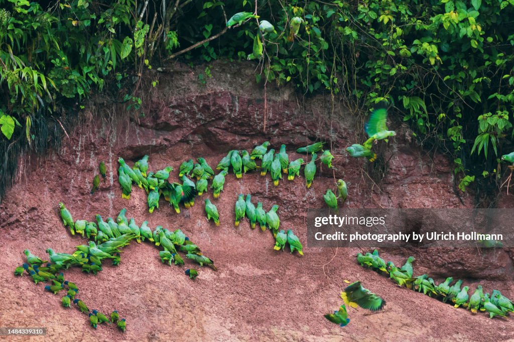 Mealy Parrots at clay lick area in Amazon Rainforest, Ecuador