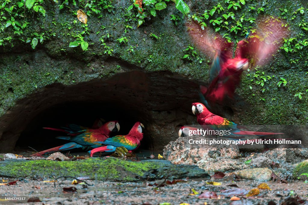 Red-and-green macaw at a clay lick area in the Amazon rainforest, Ecuador