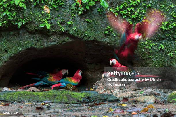 red-and-green macaw at a clay lick area in the amazon rainforest, ecuador - endangered species bird stock pictures, royalty-free photos & images