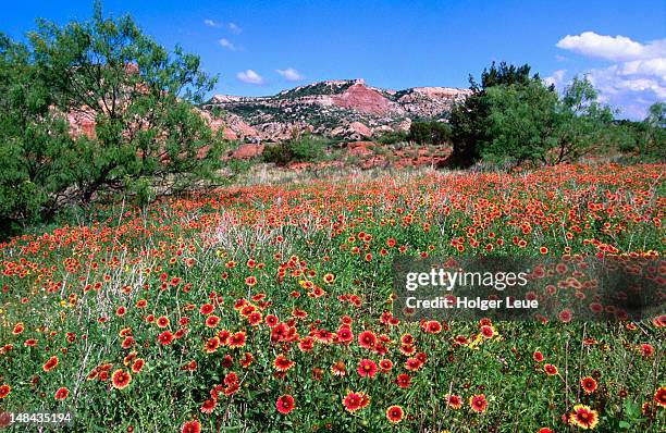 indian blanket wildflower meadow, palo duro canyon state park near canyon. - amarillo color foto e immagini stock