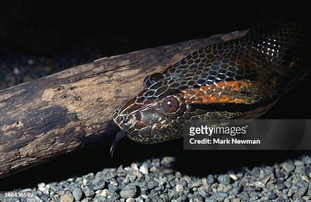 green anaconda (eunectes murinus) poking his tongue. - anaconda snake stock pictures, royalty-free photos & images
