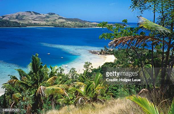 overhead of beach and palm trees at turtle island resort. - fiji stock pictures, royalty-free photos & images