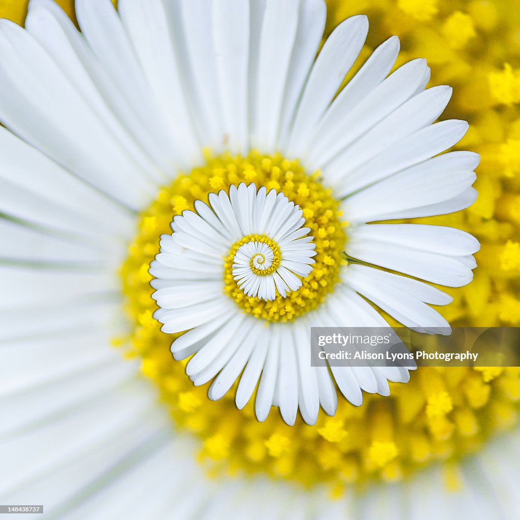 Daisy spiral