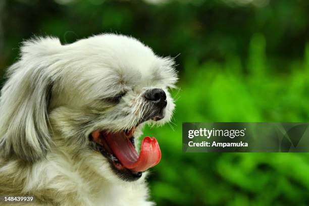 profile of dog - face and profile and mouth open stock pictures, royalty-free photos & images