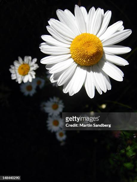 daises in darkness - arboga stock pictures, royalty-free photos & images