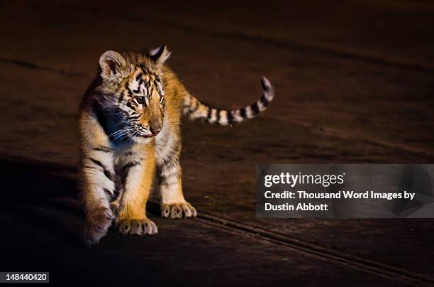 tiger cub - dustin abbott - fotografias e filmes do acervo