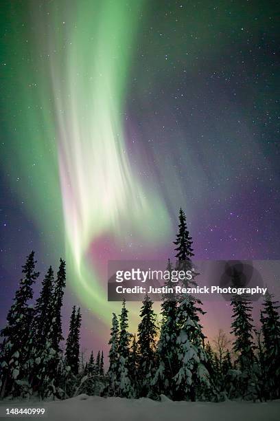 aurora borealis and snow covered trees - aurora borealis kiruna stockfoto's en -beelden