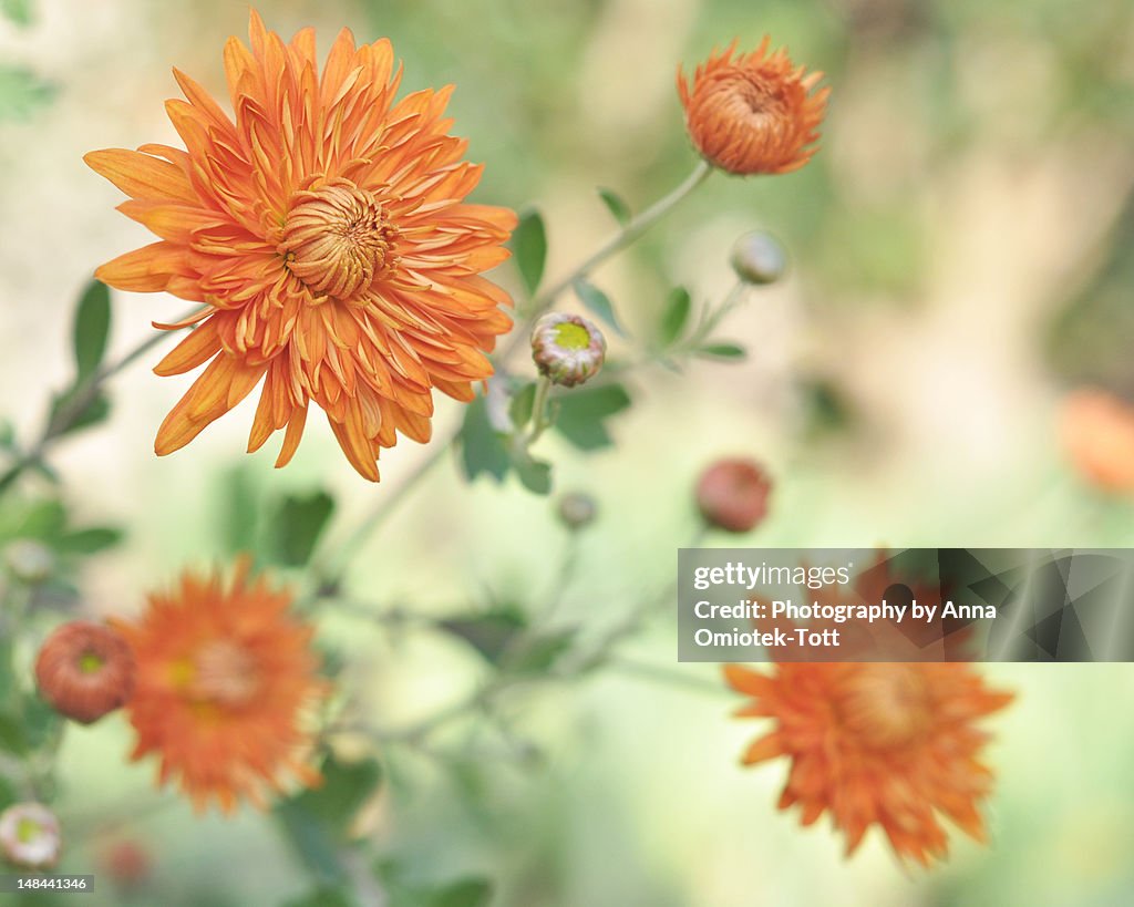 Chrysanthemum