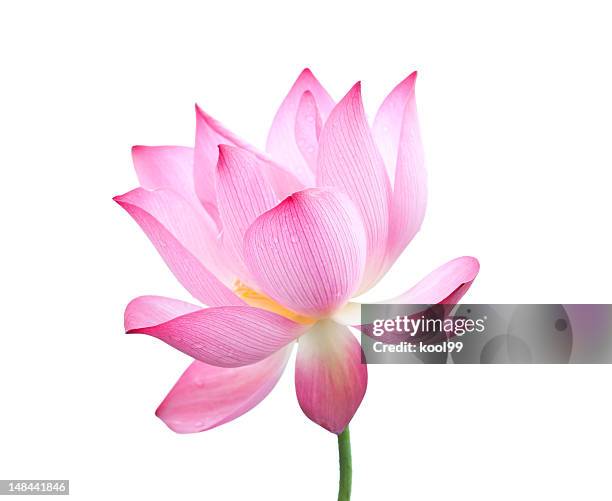 lotus flower - water lily stock pictures, royalty-free photos & images