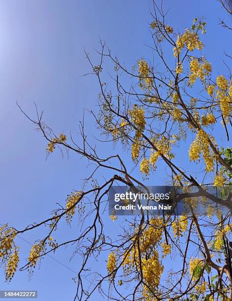 Konna Tree Konna Photos and Premium High Res Pictures - Getty Images