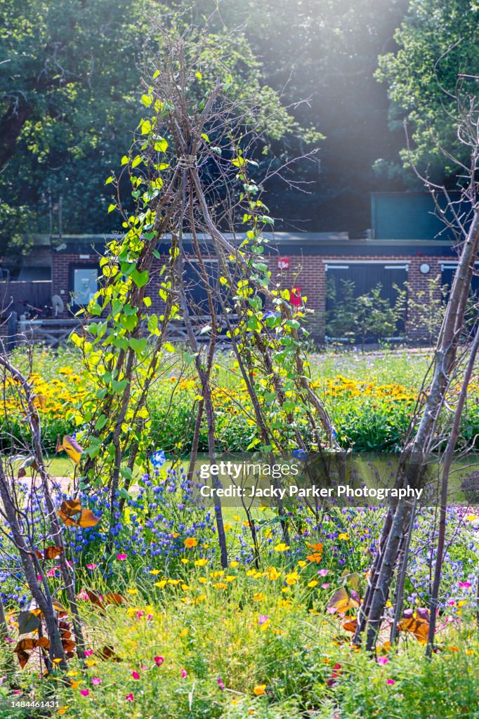 An English summer garden with rustic sticks in the shape of wigwams to support vines