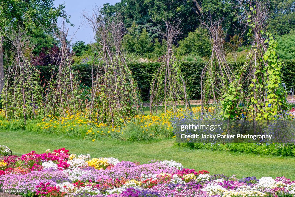 An English summer garden with rustic sticks in the shape of wigwams to support vines and colourful Nemisia flowers in the foreground