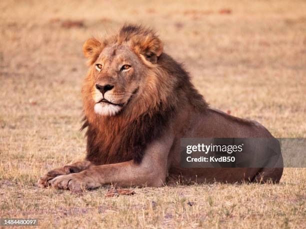 a lion (panthera leo) laying down - lion stock pictures, royalty-free photos & images