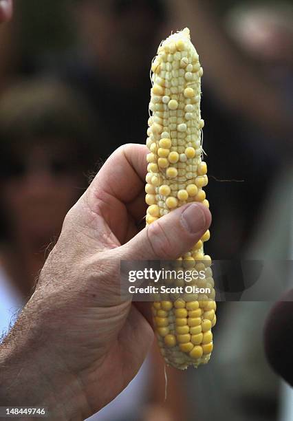 Illinois Gov. Pat Quinn holds up a drought-damaged ear of corn during a press conference on the farm of Jerry Kitowski on July 16, 2012 in...
