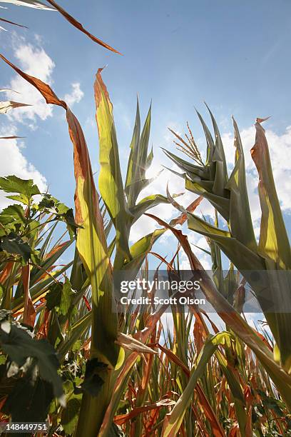 Drought-damaged corn growns on the farm of Jerry Kitowski on July 16, 2012 in Waltonville, Illinois. The Illinois Farm Bureau says the state is...