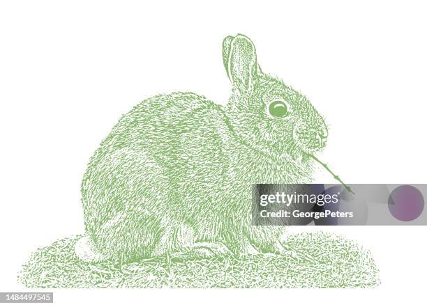 cute cottontail rabbit eating twig - beautiful backyard stock illustrations