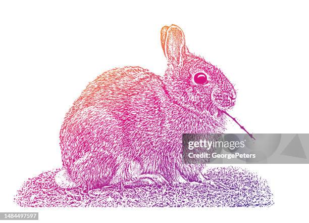 cute cottontail rabbit eating twig - cottontail stock illustrations