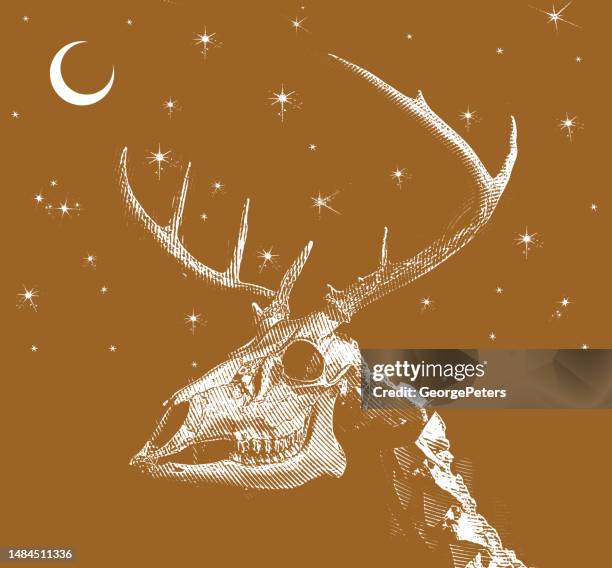 ilustraciones, imágenes clip art, dibujos animados e iconos de stock de whitetail deer cráneo y antlers - vertebrae