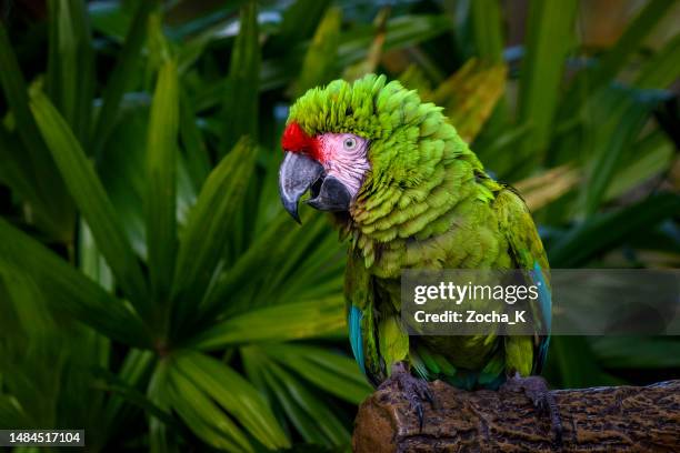 parrot portrait - military macaw - arara militar imagens e fotografias de stock