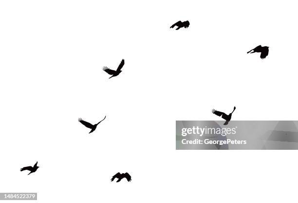 stockillustraties, clipart, cartoons en iconen met flock of crows in flight - vliegen