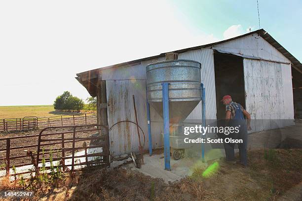 Marion Kujawa feeds corn to his cattle on July 16, 2012 near Ashley, Illinois. Many farmers in the Midwest have been selling off their cattle because...