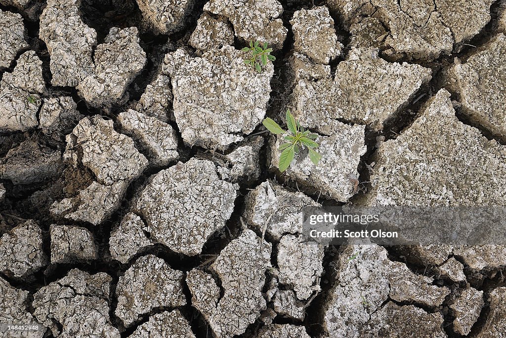 Severe Drought Threatens Midwest Corn Crops