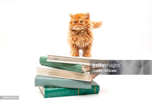 ginger kitten on the encyclopedia - small placard stock pictures, royalty-free photos & images