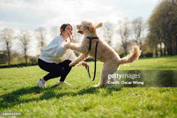 female owner training dog in nature - trained dog fotografías e imágenes de stock