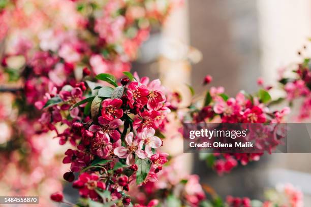 blossoming tree background. branch of malus "floribunda" crab apple blossom - obstbaum stock-fotos und bilder