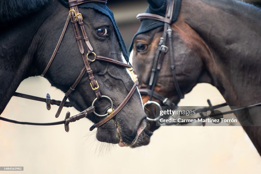 Horses In Ranch.
