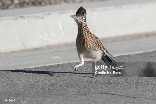 greater roadrunner running down road - road runner bird stock pictures, royalty-free photos & images