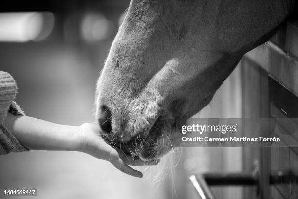 hand with horse. contact. - horse trials stock pictures, royalty-free photos & images