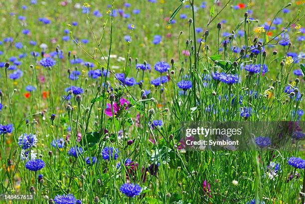 wildflowers in summer meadow - borage stockfoto's en -beelden